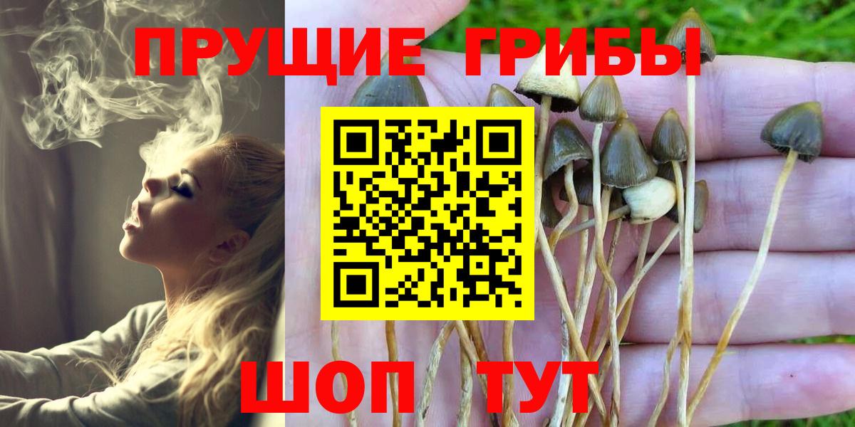 Галлюциногенные грибы Magic Shrooms  Галлюциногенные грибы Psilocybine cubensis  Апрелевка  что такое   Вход с VPN 